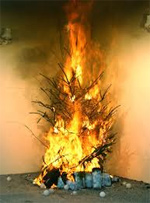 flaming tree