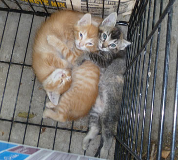 That's Neptune, Saturn and Mercury, from left to right. kittens Neptune, SAturn and Mercury